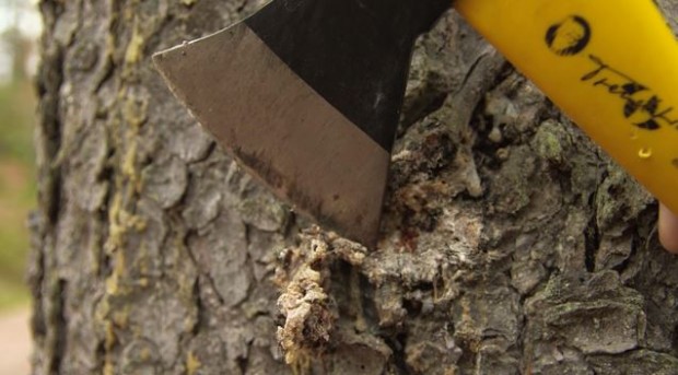 An axe on a tree trunk.