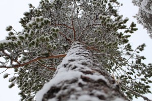 Pine photographed from below.