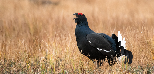 Black grouse.