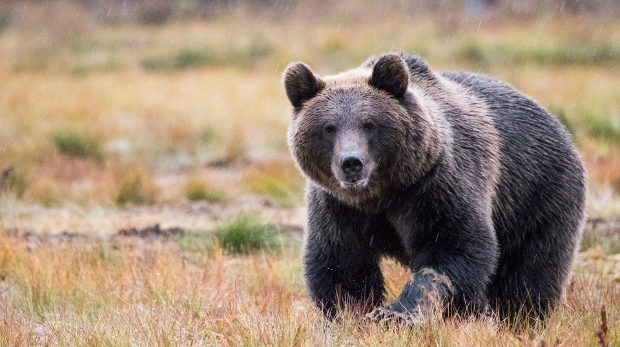 Brown bear.