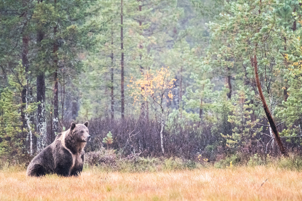 A bear in a forest.