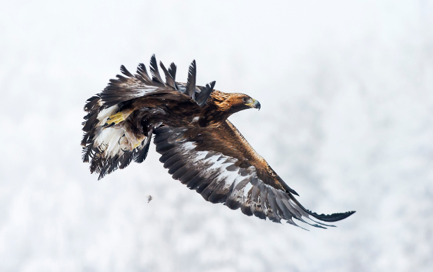 Golden eagle.