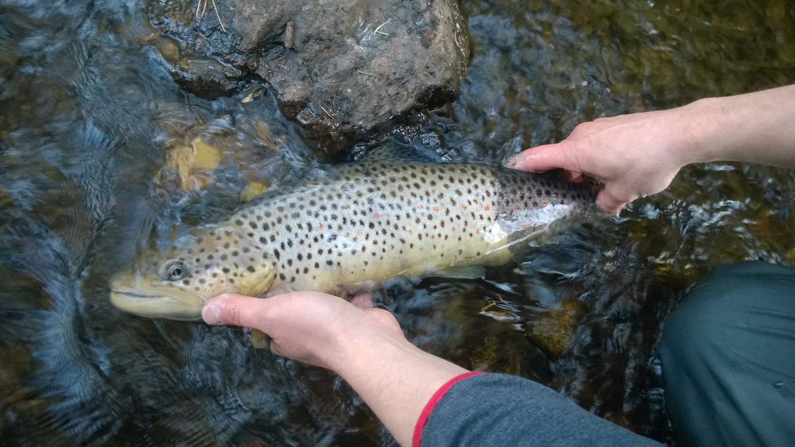 A trout.