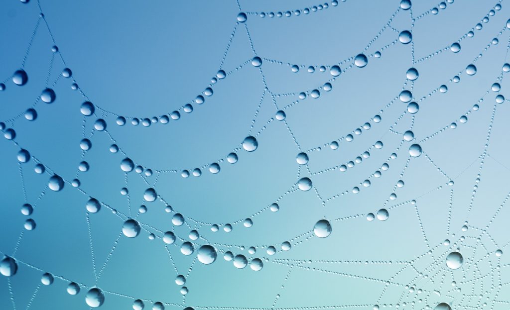 A spider web with raindrops.