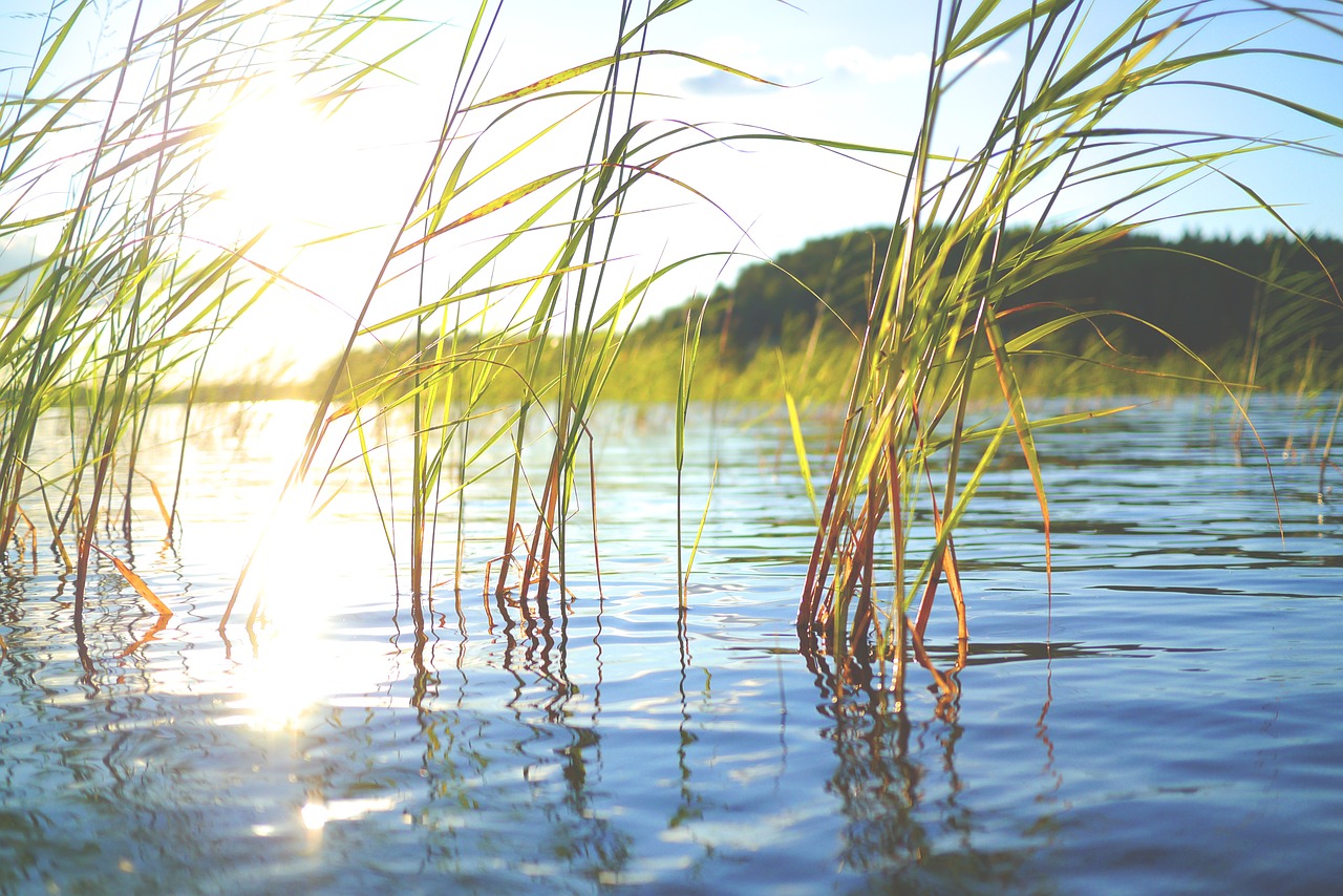 A lake view with lake plants.