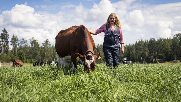 A woman and a grazing cow.