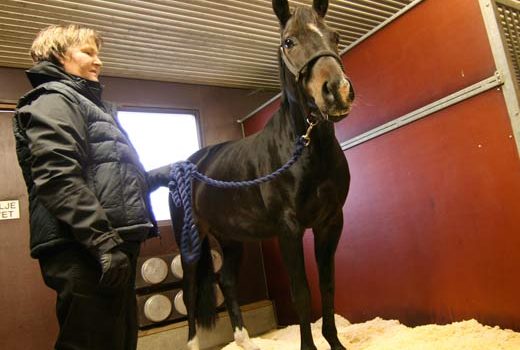 A woman and a horse in a stall.