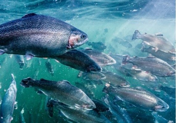 Benella rainbow trouts swimming.