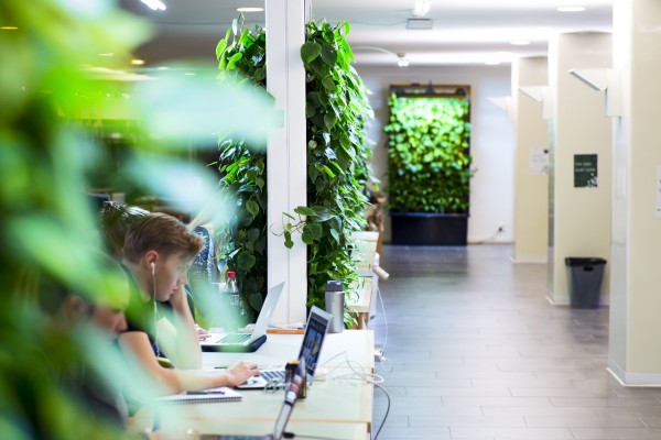 Office with Naava's green wall.