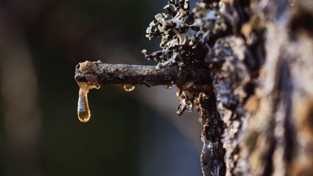Resin drop on a spruce trunk.