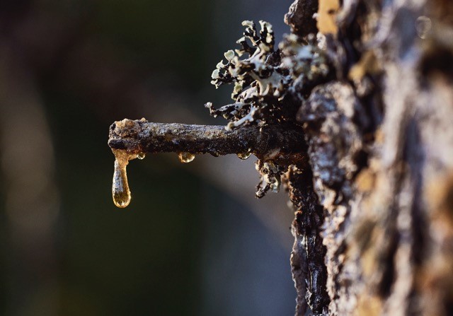 Resin drop on a spruce trunk.