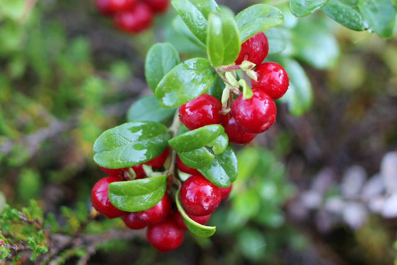 Lingonberry branch.