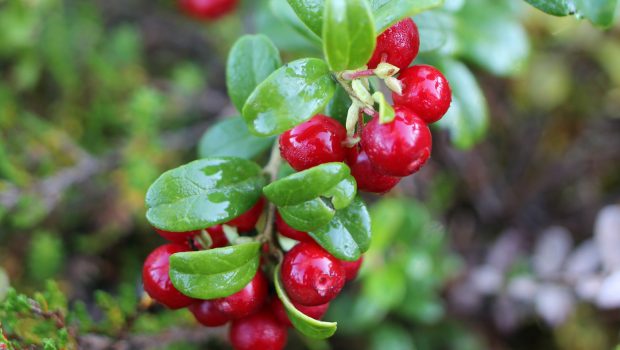 Lingonberry branch.