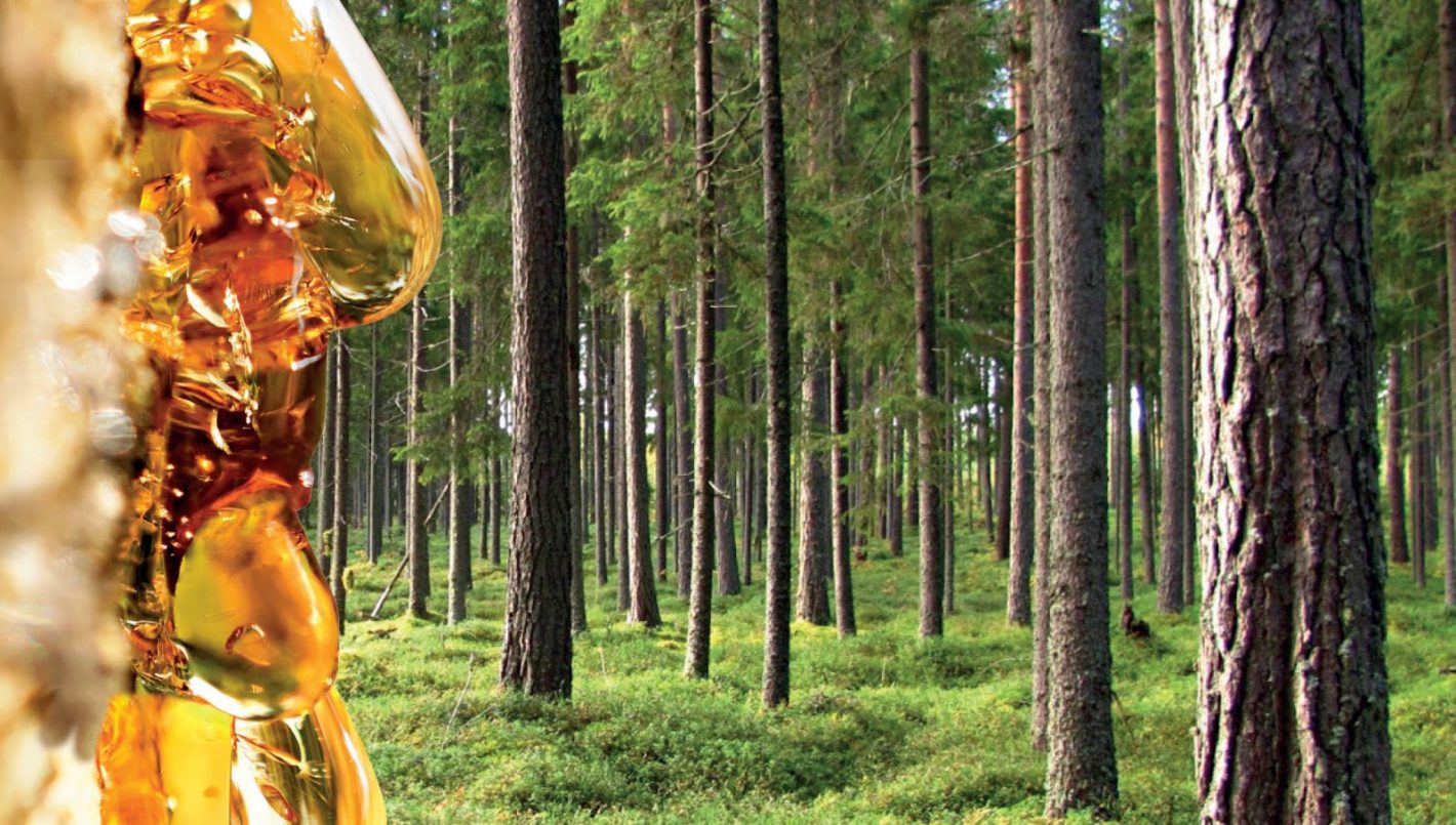 Forest landscape and pine resin.