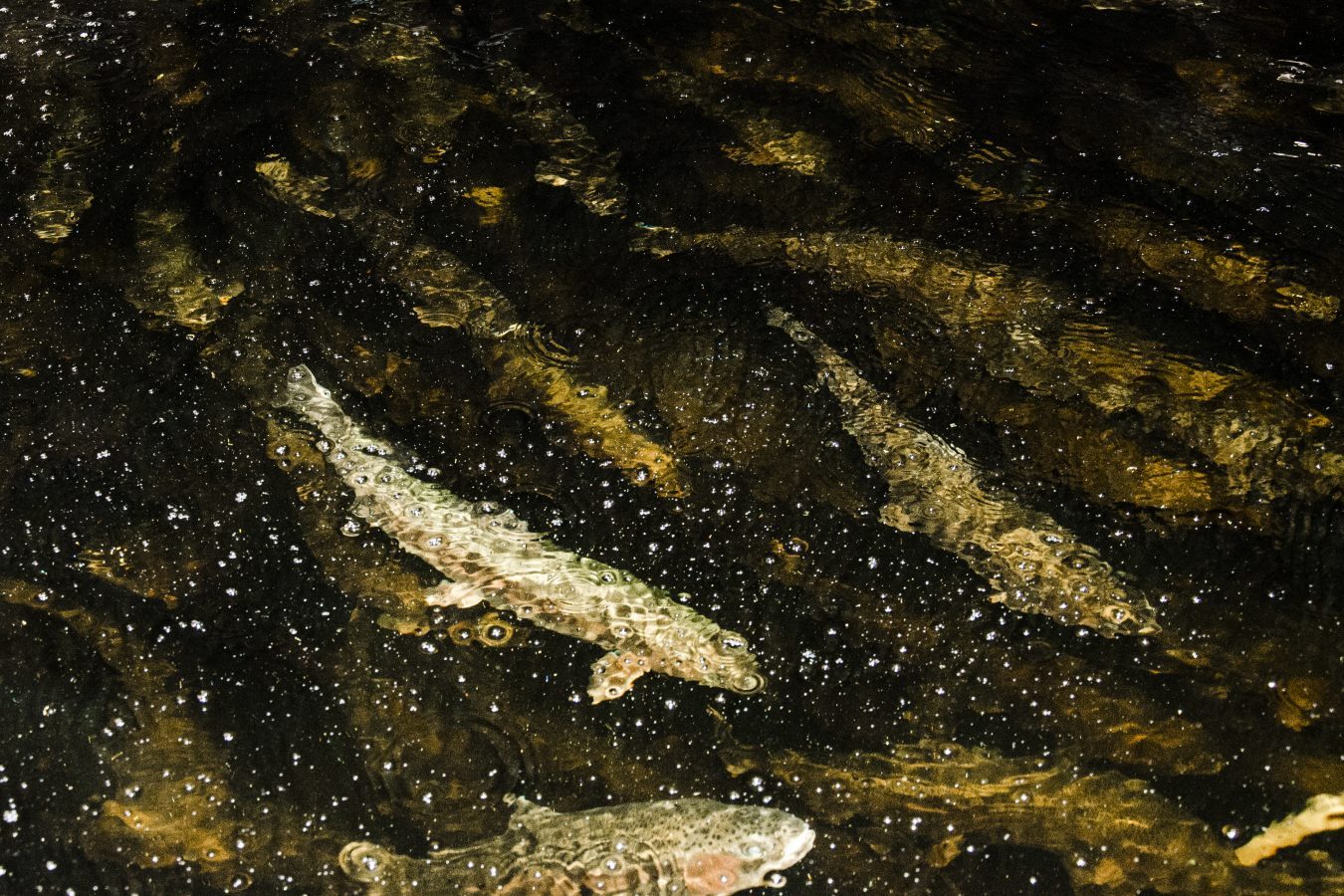 Salmons swimming in a tank.