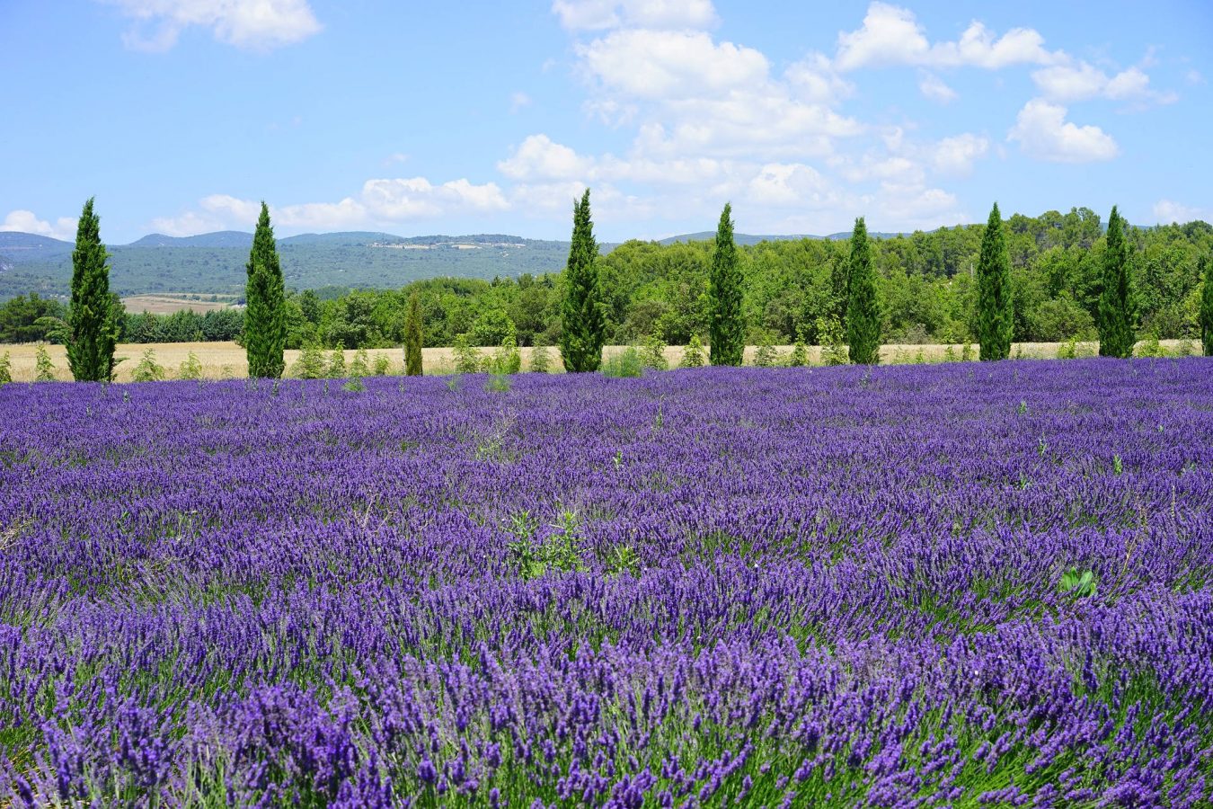 Lavender field.