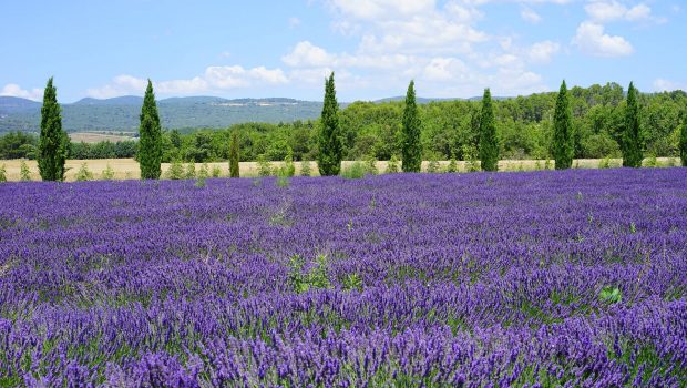 Lavender field.