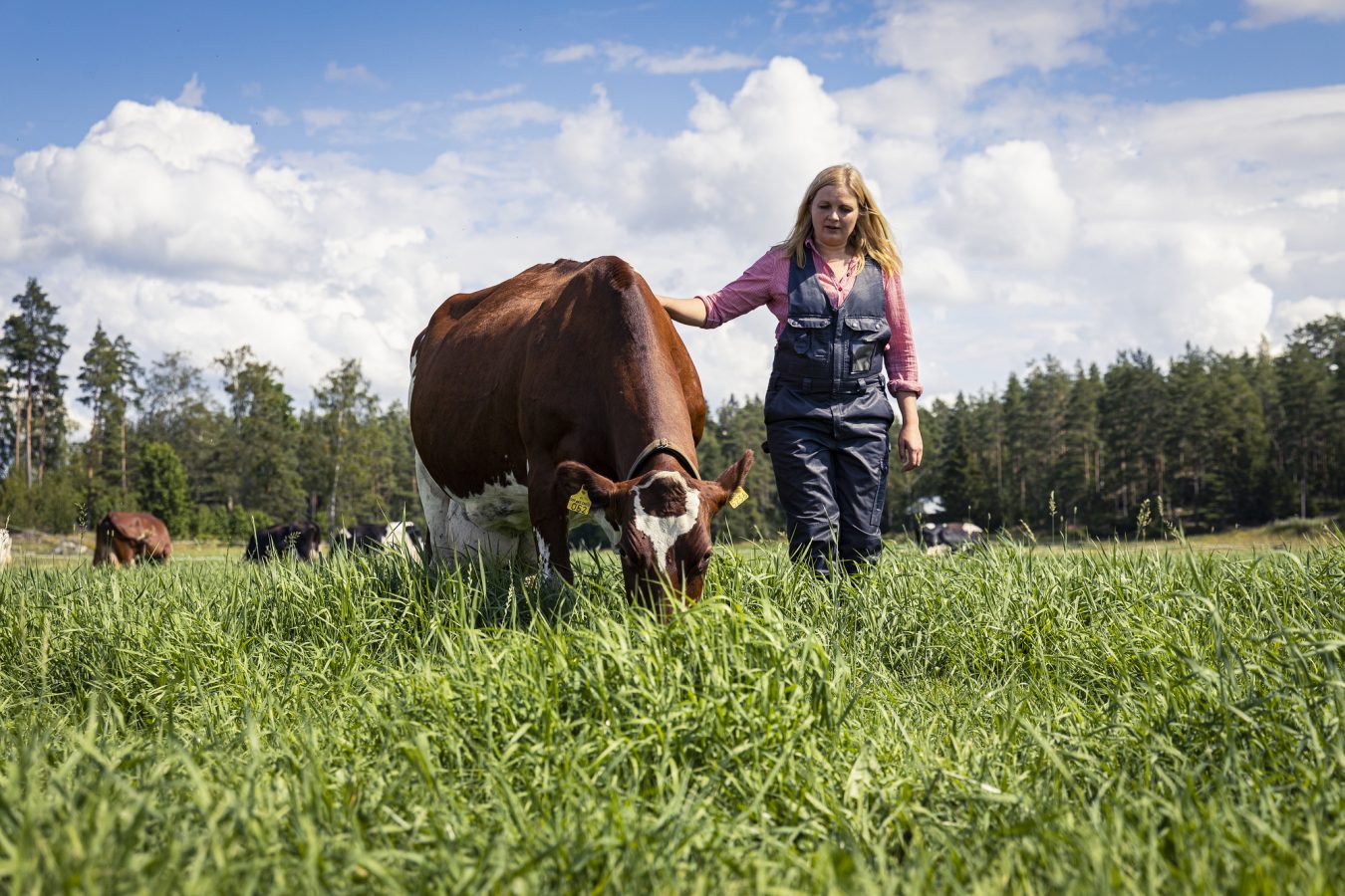 A woman and a grazing cow.