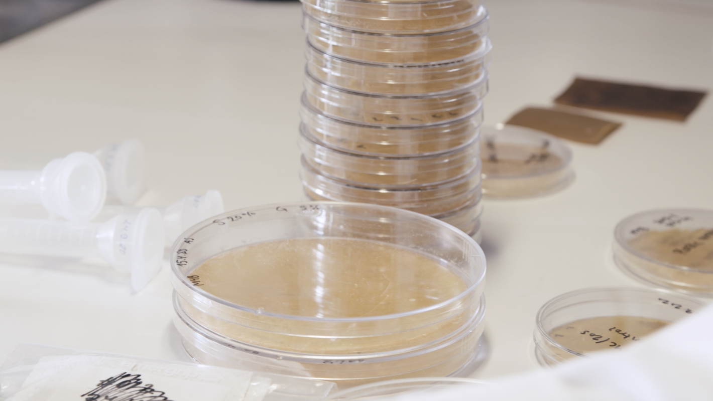 Light brown synthetic leather in a transparent Petri dish.