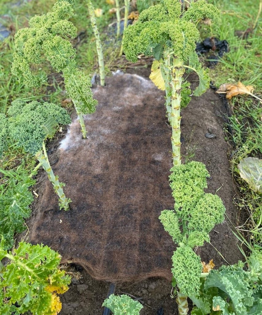 Hiukka mat protecting roots of growing kales.