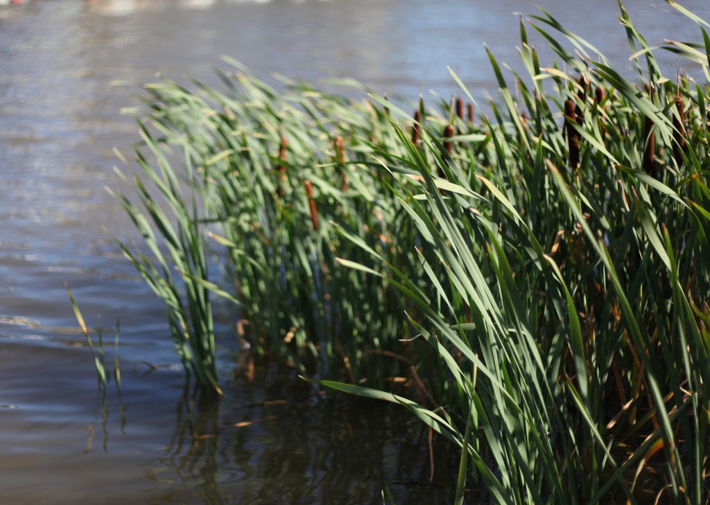 Cattail growing in the water.